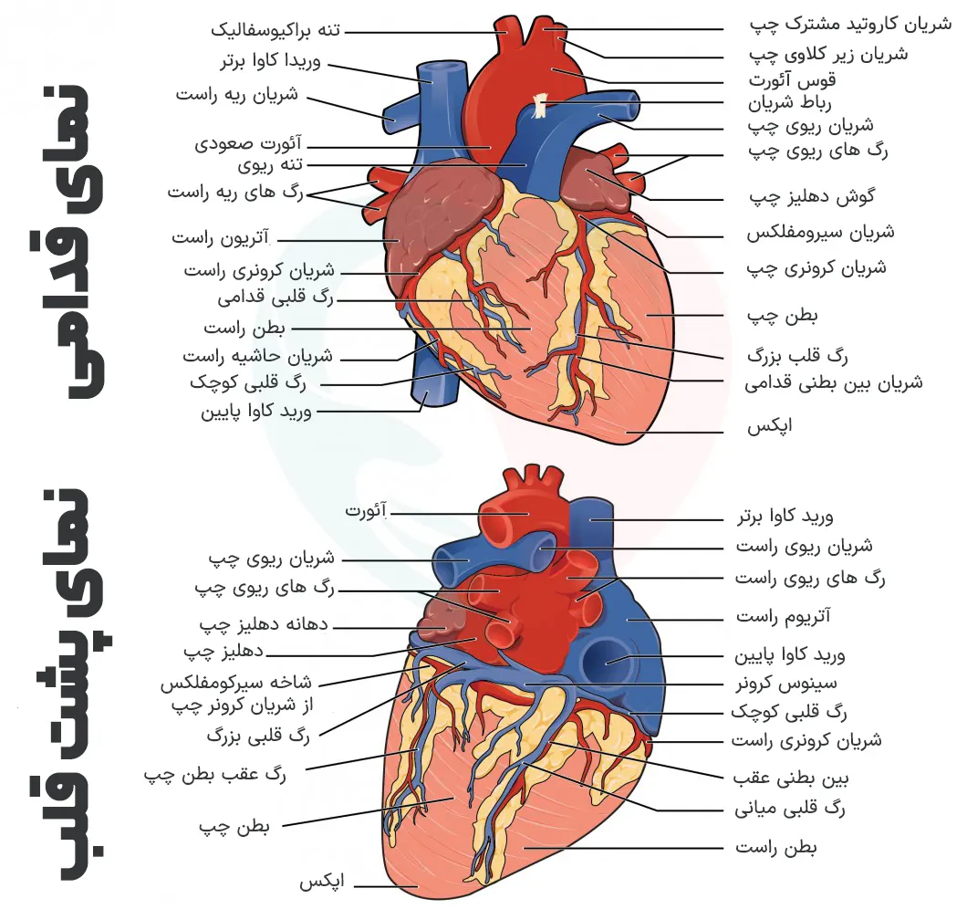 ساختار قلب